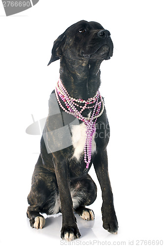 Image of italian mastiff