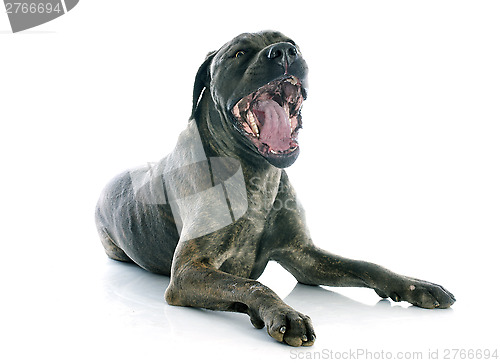 Image of italian mastiff