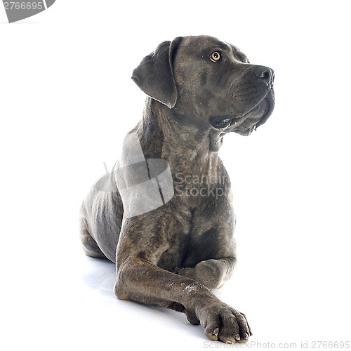 Image of italian mastiff