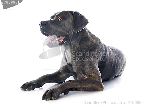 Image of italian mastiff