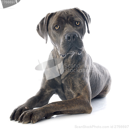 Image of italian mastiff