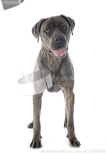 Image of italian mastiff