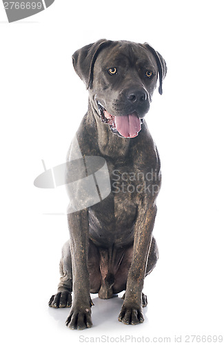 Image of italian mastiff