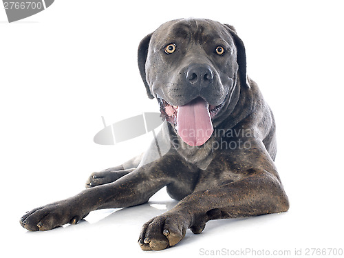 Image of italian mastiff