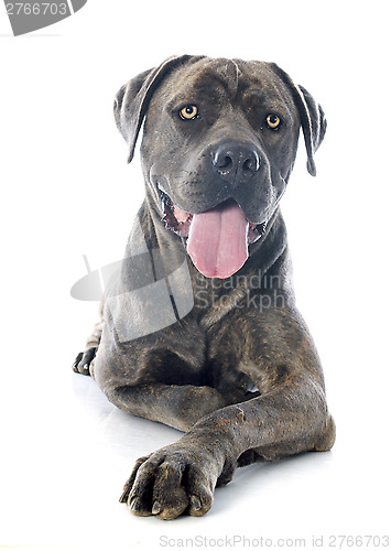 Image of italian mastiff