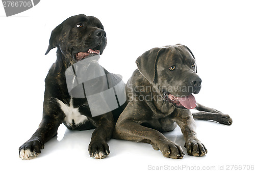 Image of italian mastiff