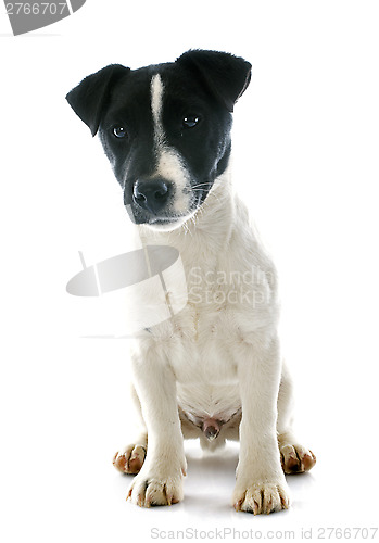 Image of puppy jack russel terrier