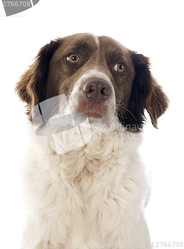 Image of french spaniel