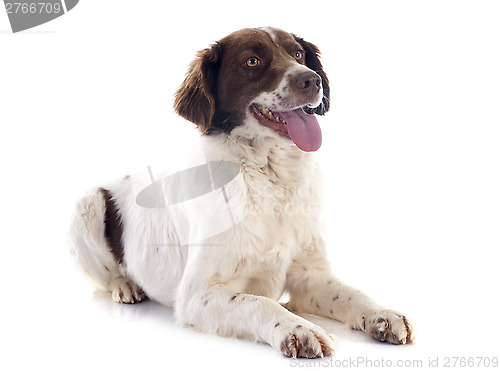 Image of french spaniel