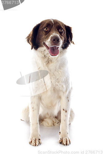 Image of french spaniel