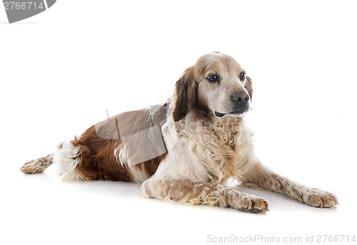 Image of brittany spaniel