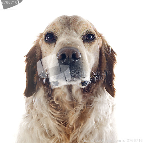 Image of brittany spaniel