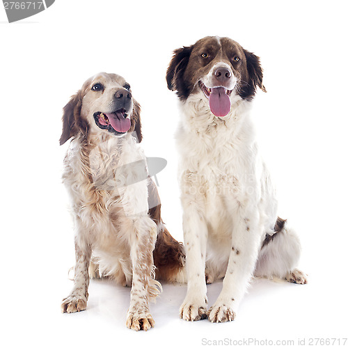 Image of two spaniels