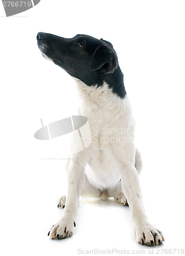 Image of smooth fox terrier 