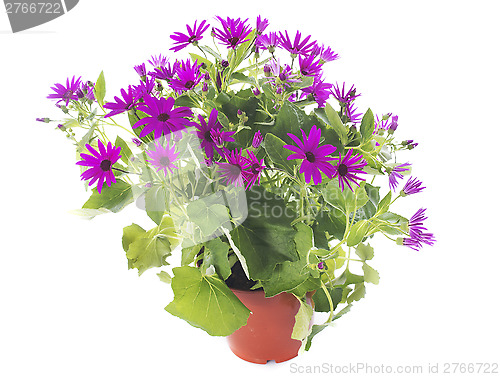 Image of cineraire senetti 