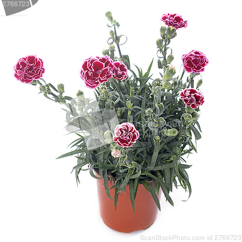 Image of Dianthus caryophyllus