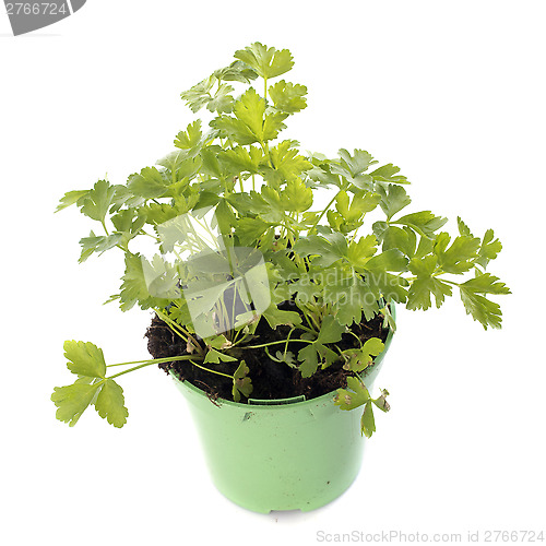 Image of parsley in pot