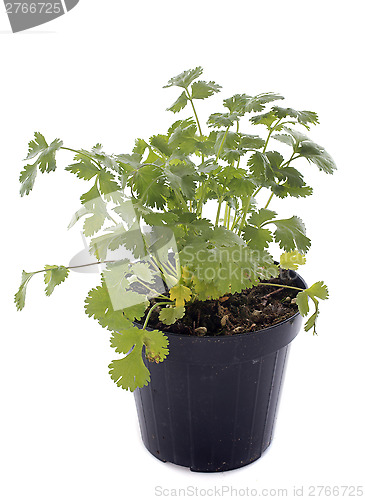 Image of Coriander
