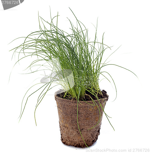 Image of Chives