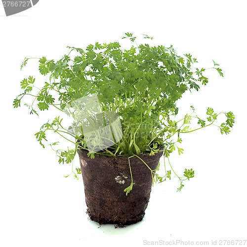 Image of Chervil