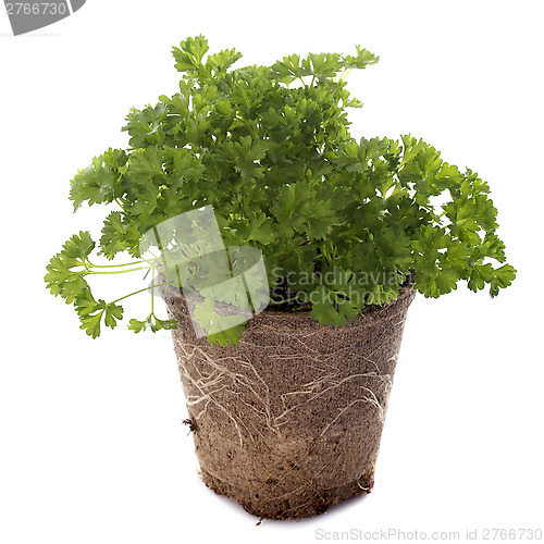 Image of green curly parsley