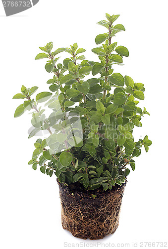 Image of Oregano