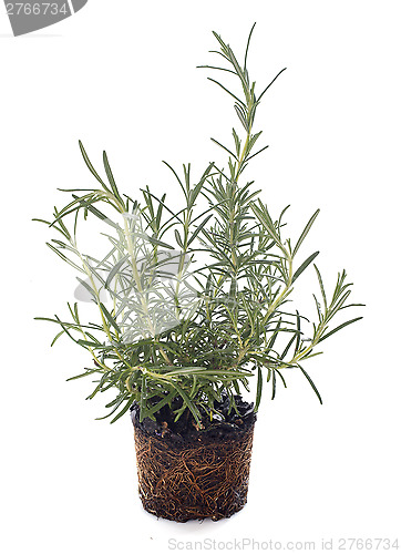 Image of Rosemary