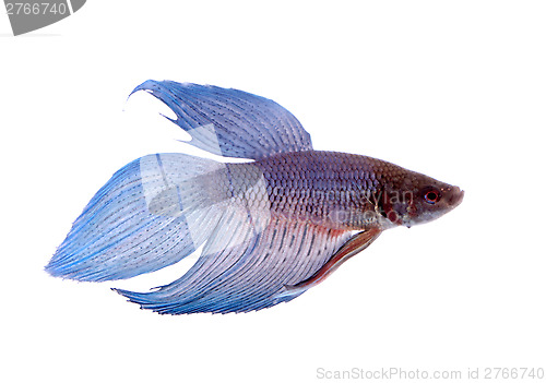 Image of siamese fighting fish