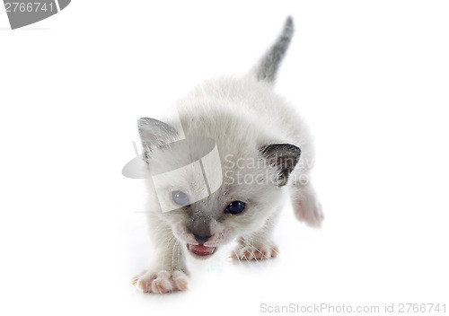 Image of siamese kitten