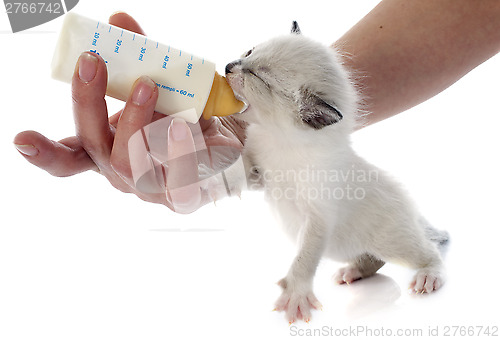 Image of feeding siamese kitten