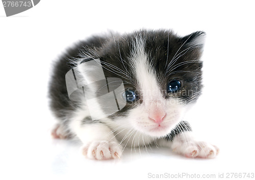 Image of blacl and white kitten
