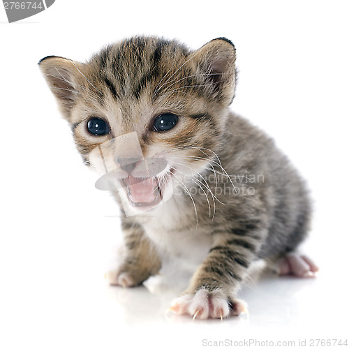 Image of tabby kitten
