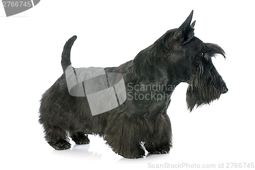 Image of Scottish Terrier