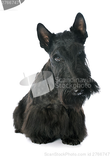 Image of Scottish Terrier