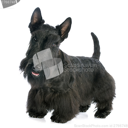 Image of Scottish Terrier