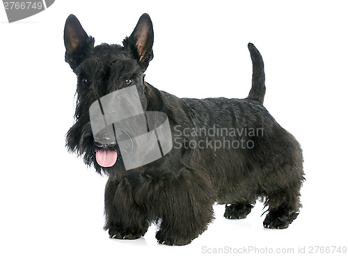 Image of Scottish Terrier