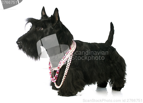 Image of Scottish Terrier