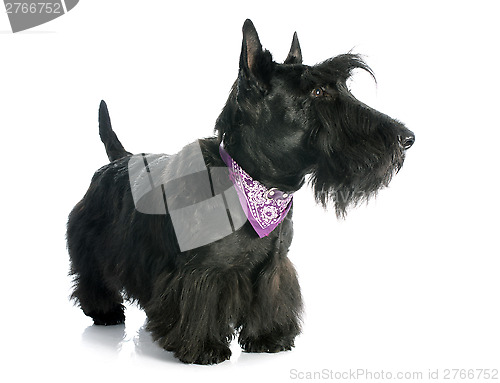 Image of Scottish Terrier