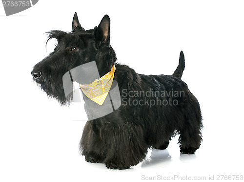 Image of Scottish Terrier