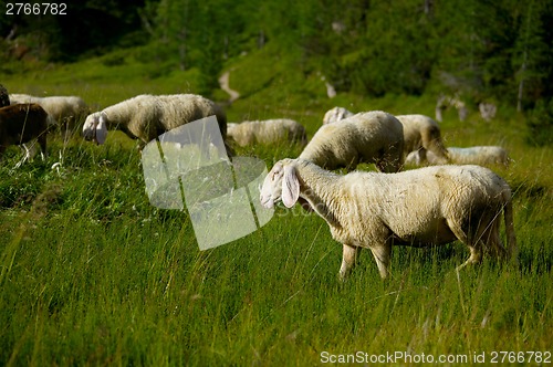 Image of Sheep in the grass