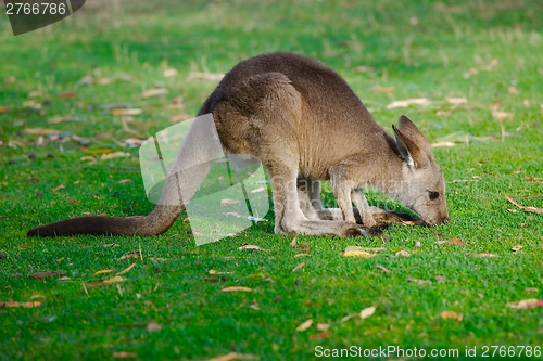 Image of Kangaroo