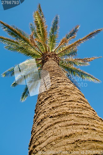 Image of Palm Tree