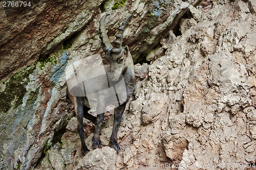 Image of Alpine Ibex