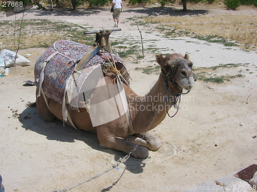 Image of Resting saddled camel