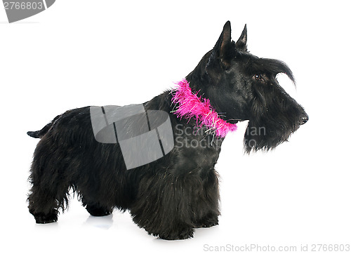 Image of Scottish Terrier