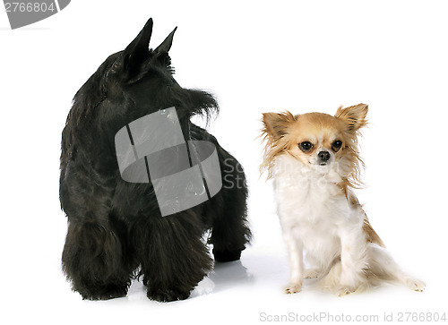 Image of Scottish Terrier and chihuahua