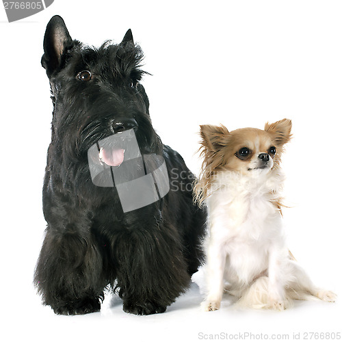 Image of Scottish Terrier and chihuahua