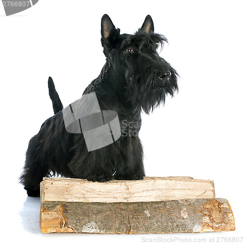 Image of Scottish Terrier