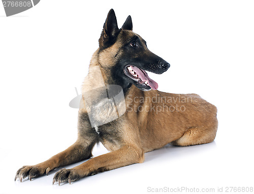 Image of belgian shepherd