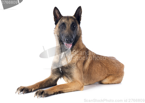 Image of belgian shepherd